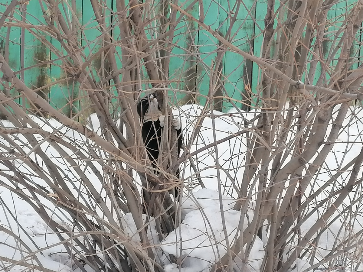 Тайшетское фото. Очень мне понравился этот котик, который выбрал в качестве когтедралки этот куст