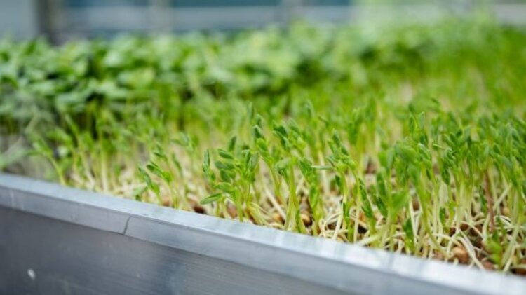    Фото: John Innes Centre