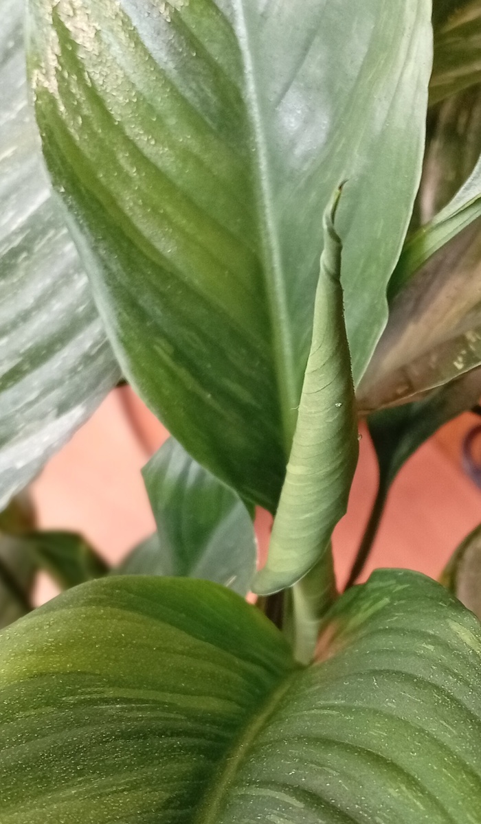 Как рождалась надежда