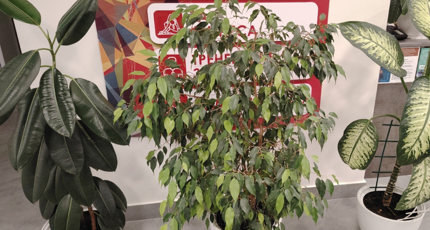    фото smilekaluga.ru