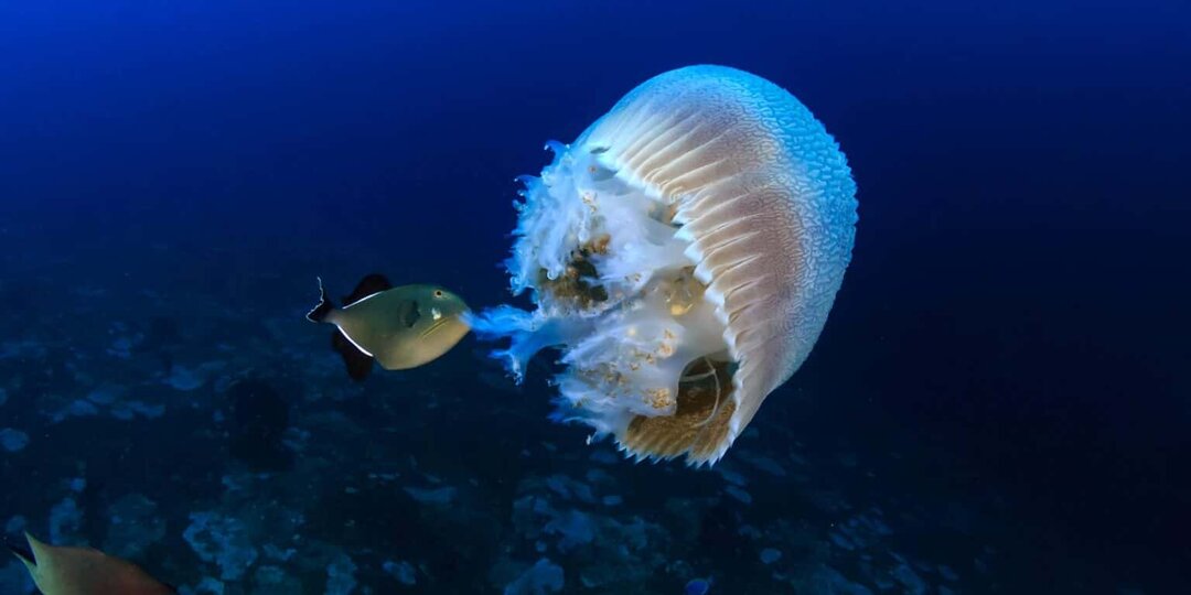 Как у медузы получается думать без мозга?