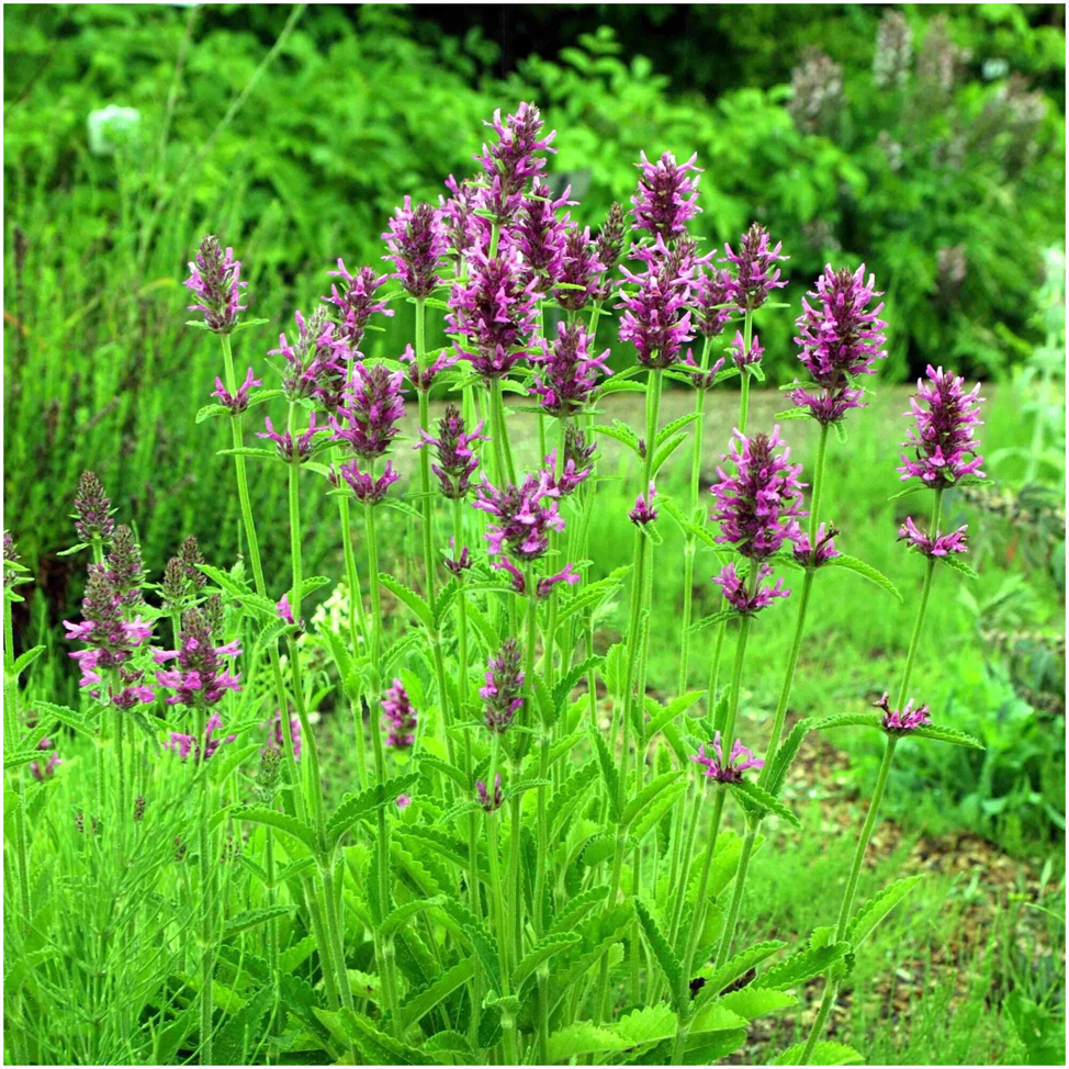 Буквица лекарственная (Betonica officinalis L. ): зуб-трава/сорокозуб, буковиця, бетония, епископский цветок, золотушка/золотник, ранилист,  раневой лист