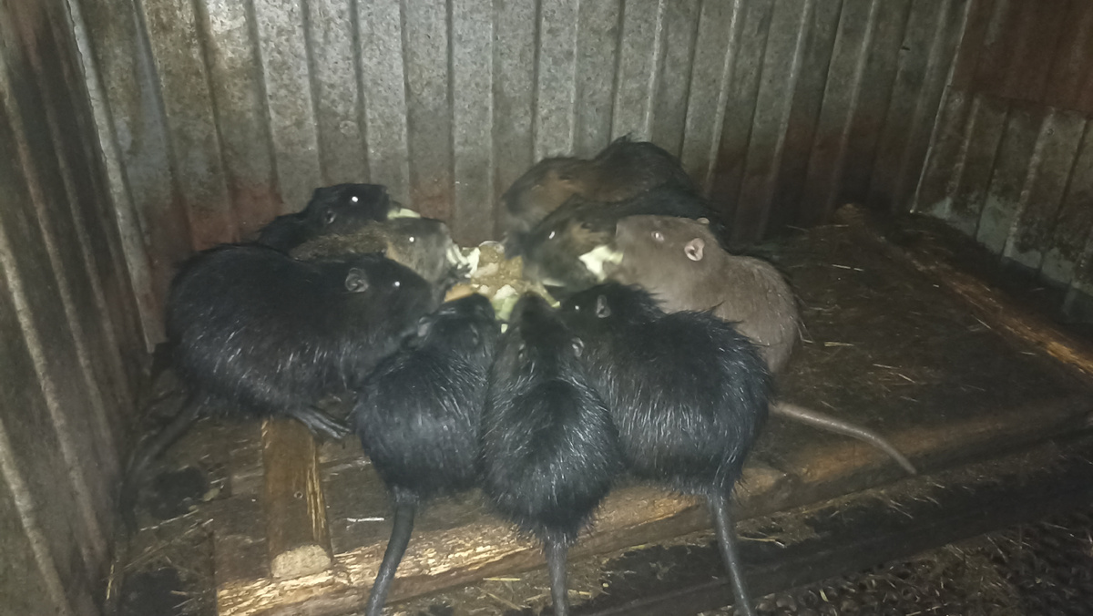 На ужин у нутрий - каша из зерносмеси