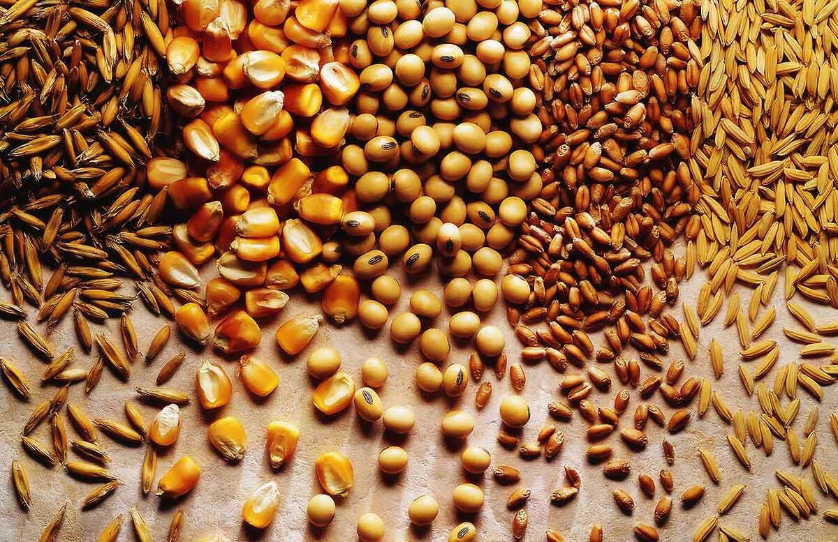 Зерновые культуры (фото из интернета)