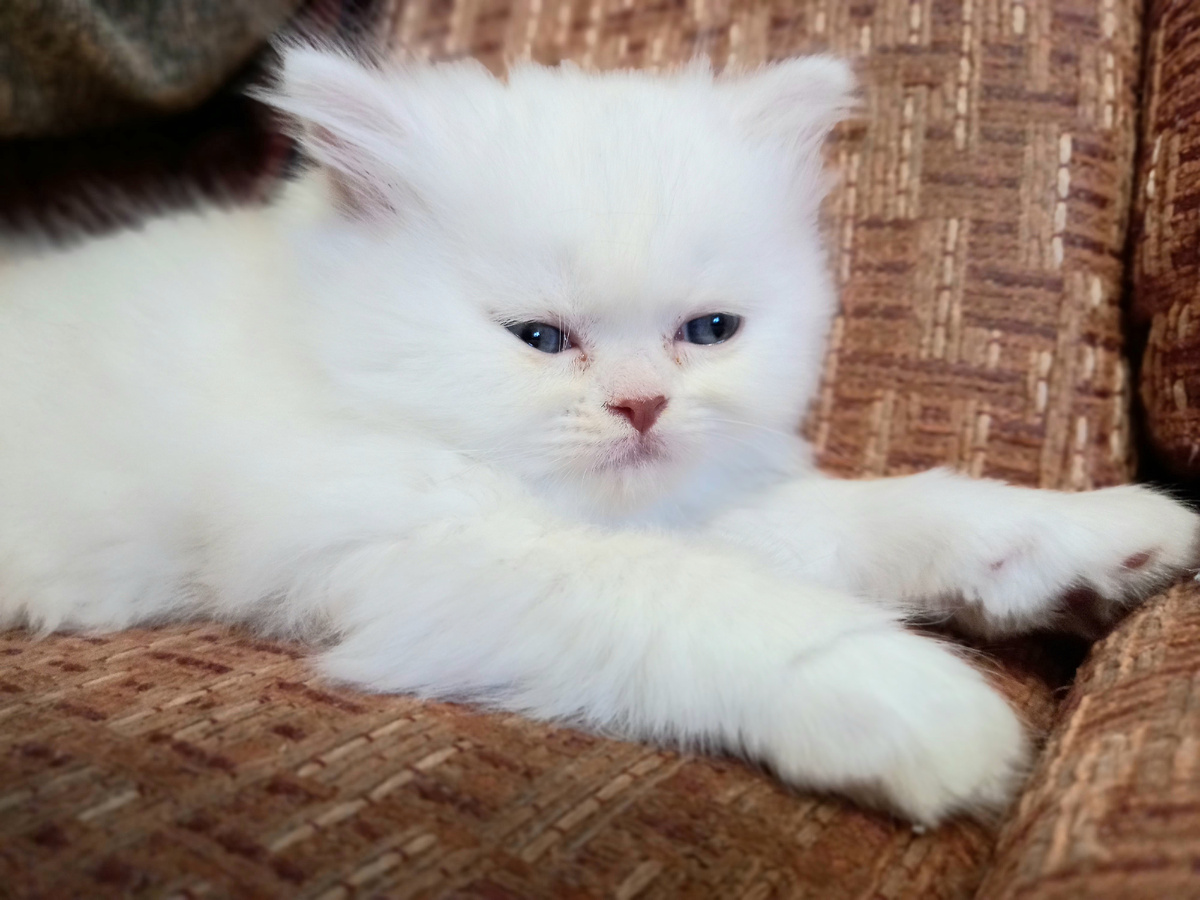 Персику 2 месяца