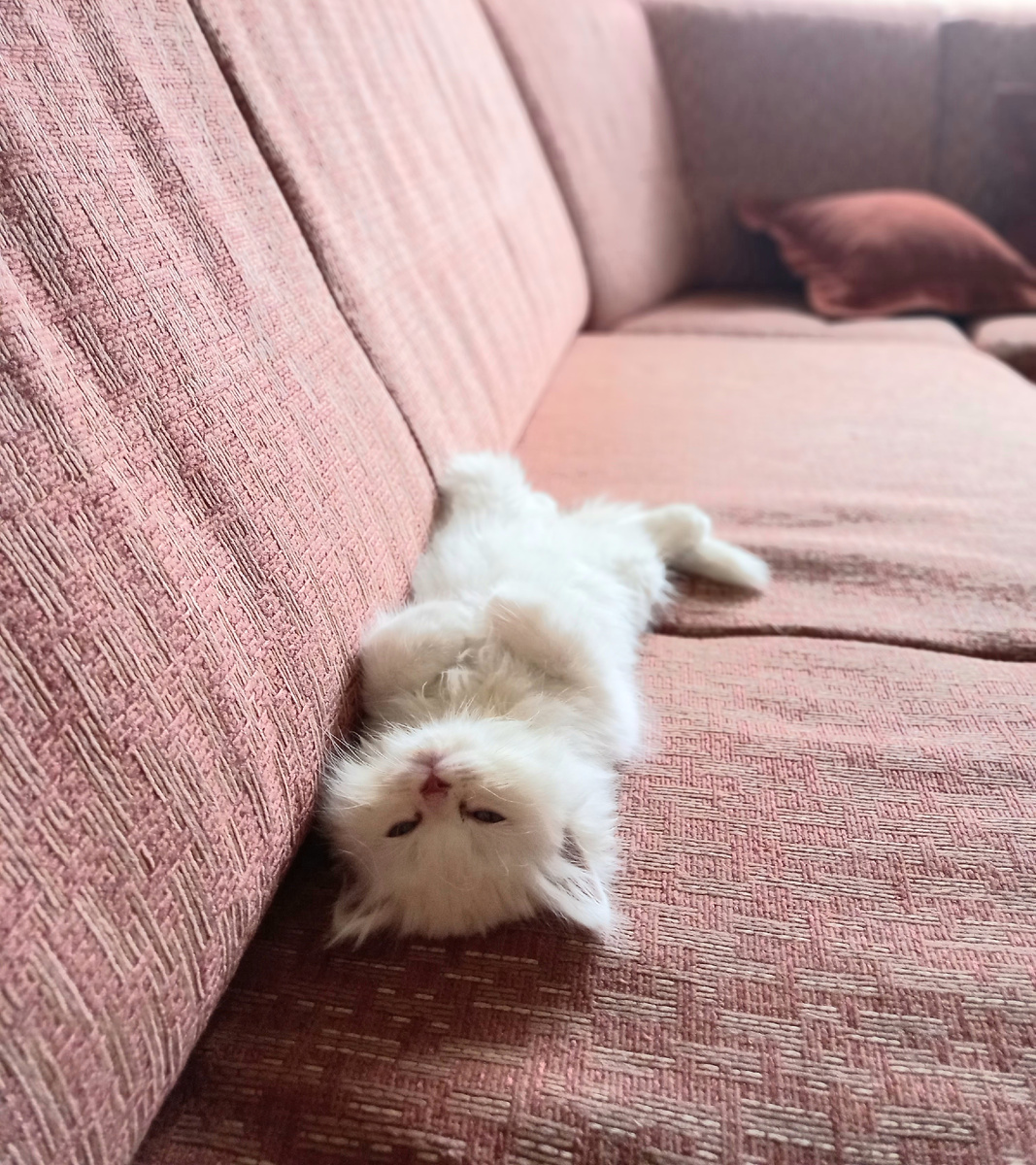 Спит на спинке