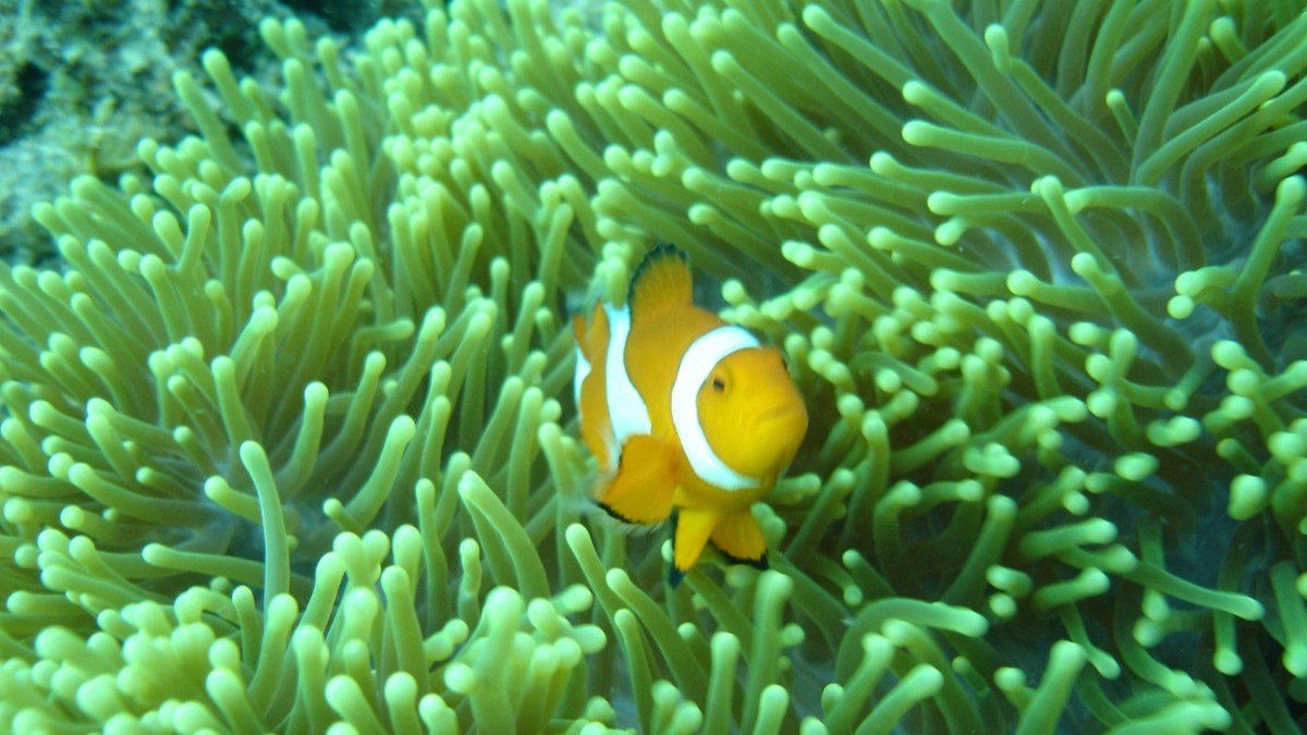 Подводный мир за которым едут со всего мира 