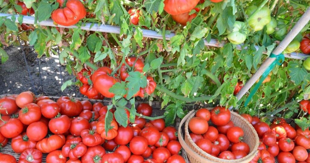 Подборка самых раннеспелых томатов: плодоносят пока другие лишь цветут