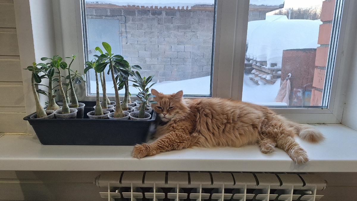 Фото автора. Адениумы и кошь.