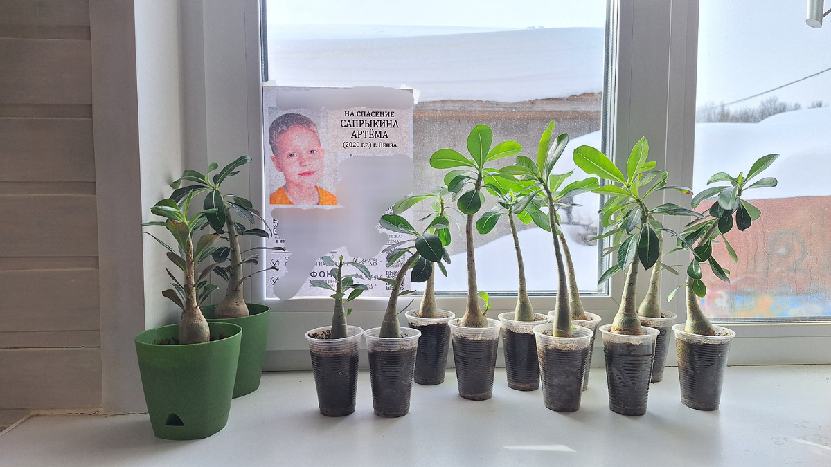 Фото автора. Адениумы.