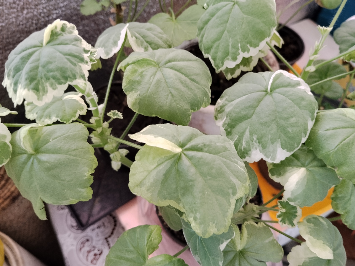 Зелёные листья с белой каймой. Фото автора.