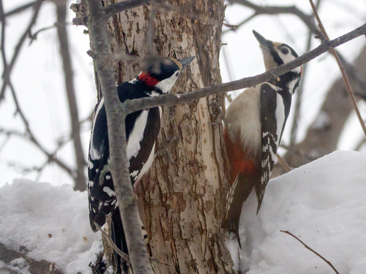 Большие пёстрые дятлы, самцы, встретились у нас во дворе. 12.03.2026 г.