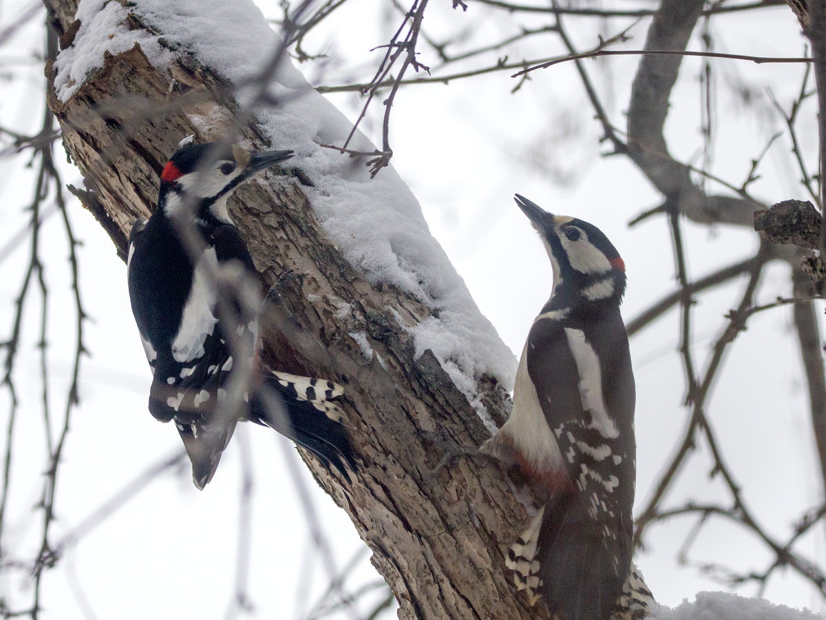 Большие пёстрые дятлы, самцы, встретились у нас во дворе. 12.03.2026 г.