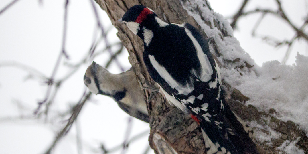Дятлы соперники...