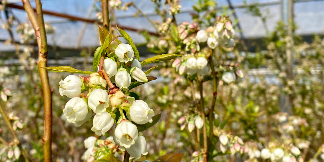 Осыпается завязь голубики? Возможно, вы делаете не то.