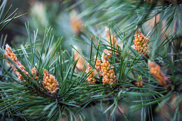 rootstock/Shutterstock/FOTODOM   📷