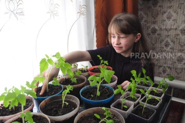 Агросекреты для крепкой рассады томатов: советы садоводам  📷
