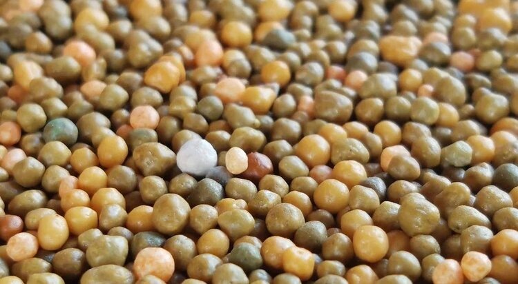    Фото: Лукьянов Дмитрий, AgroXXI.ru