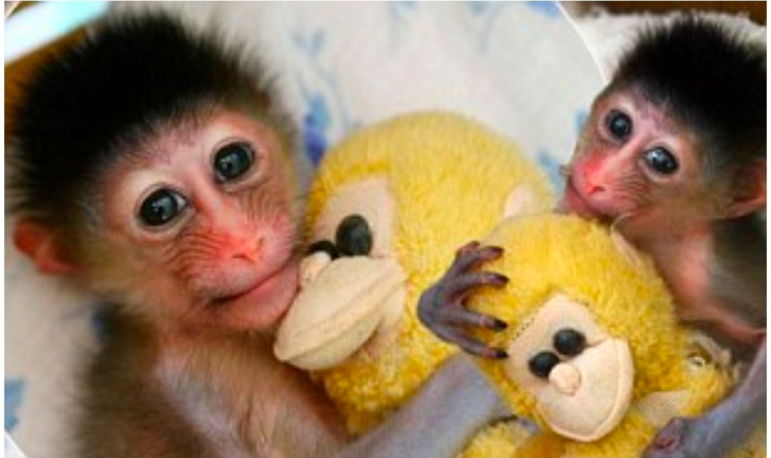 Малыш мандрила  из зоопарка  Китая