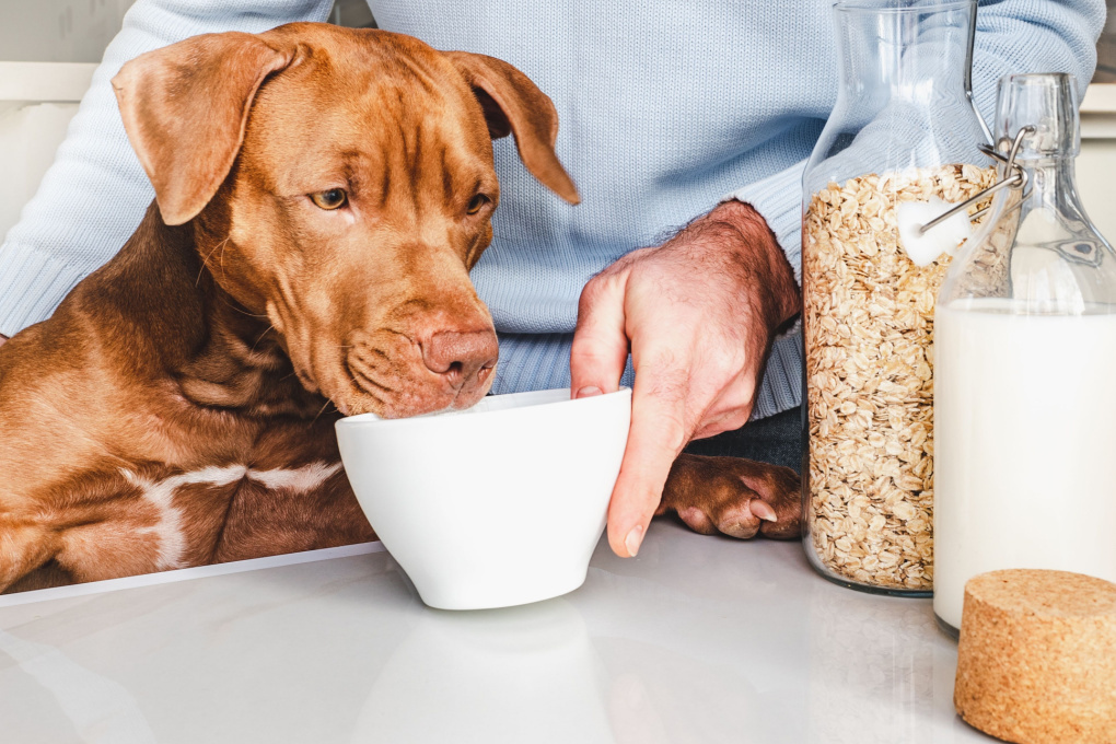 источник фото: https://applaws.com/tastetoppers/wp-content/uploads/2023/08/Shutterstock_2071942103.jpg