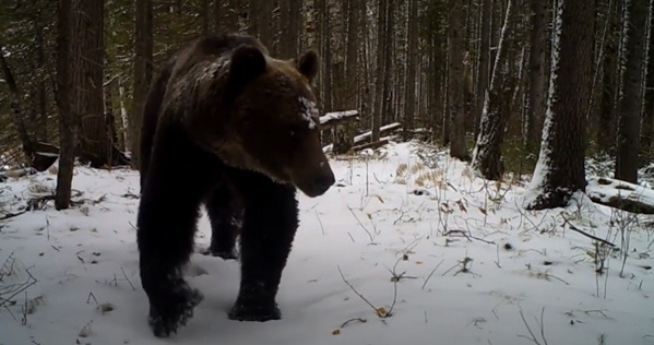    В Югре назвали сроки пробуждения медведей и главные районы их обитания