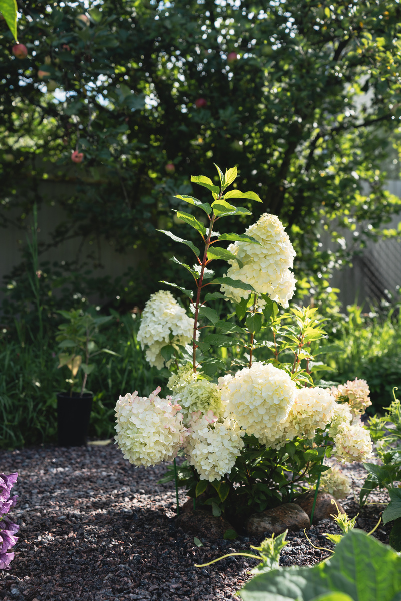 Клумба с гортензией