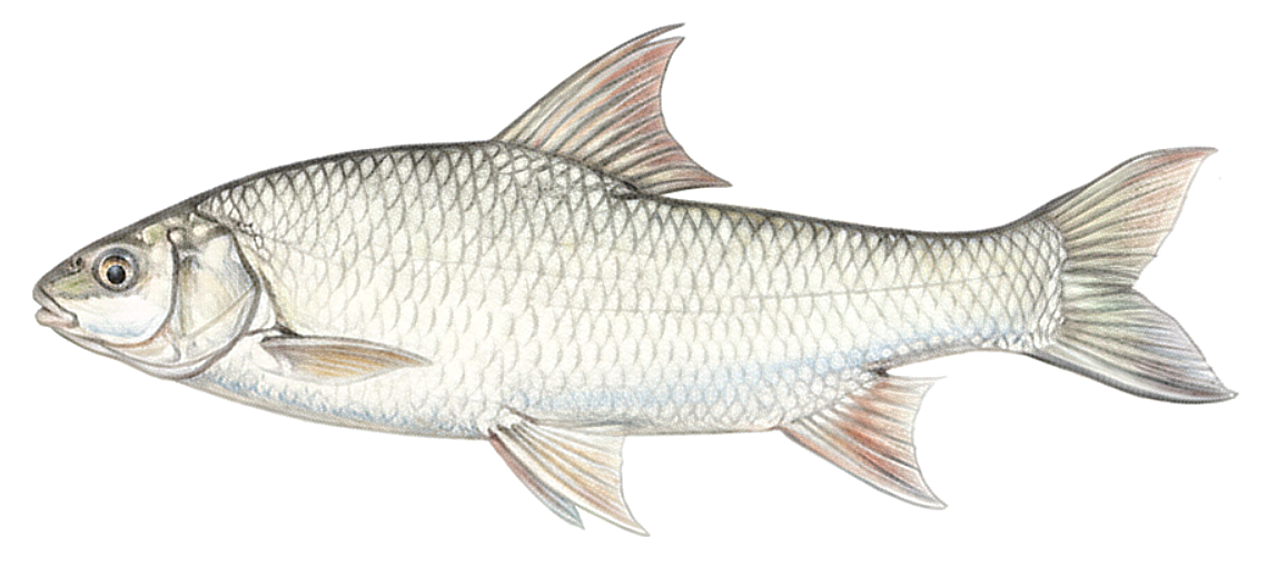 Labeobarbus oxyrhynchus