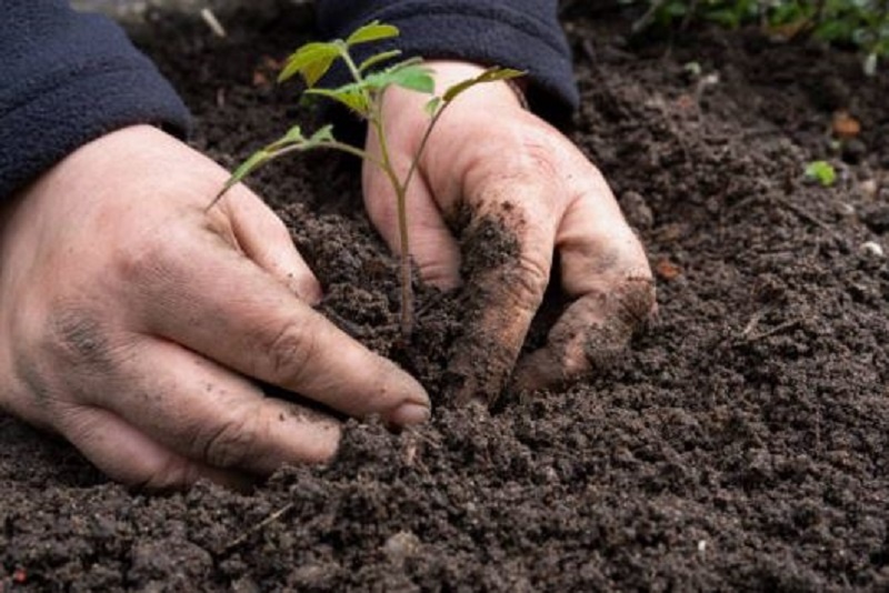 С перевозкой рассады на дачу начинается самый ответственный момент. 