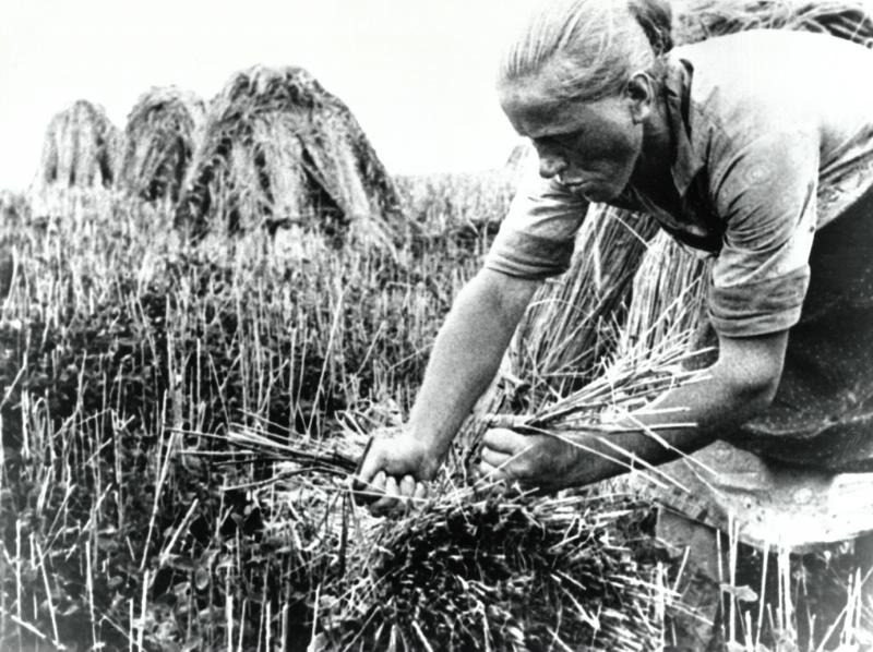 Аркадий Шишкин  Жница Дата съемки: 1929 год Источник: russiainphoto.ru