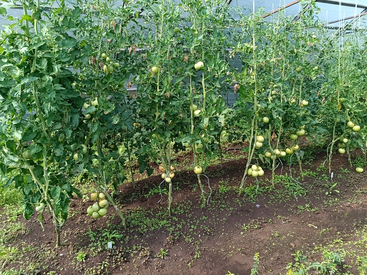 мечта на маленьком участке