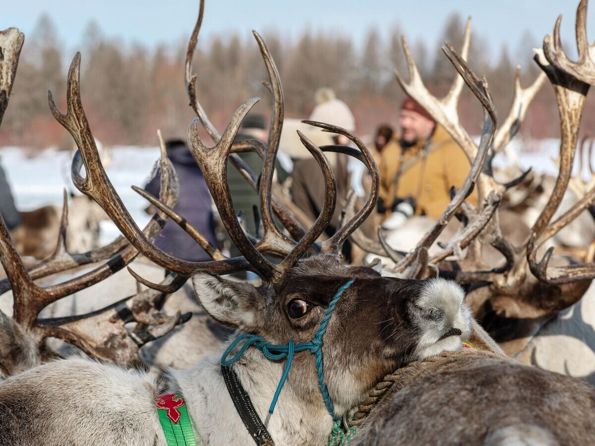   Олени в Якутии | © РИА Новости / Роман Зарышнюк