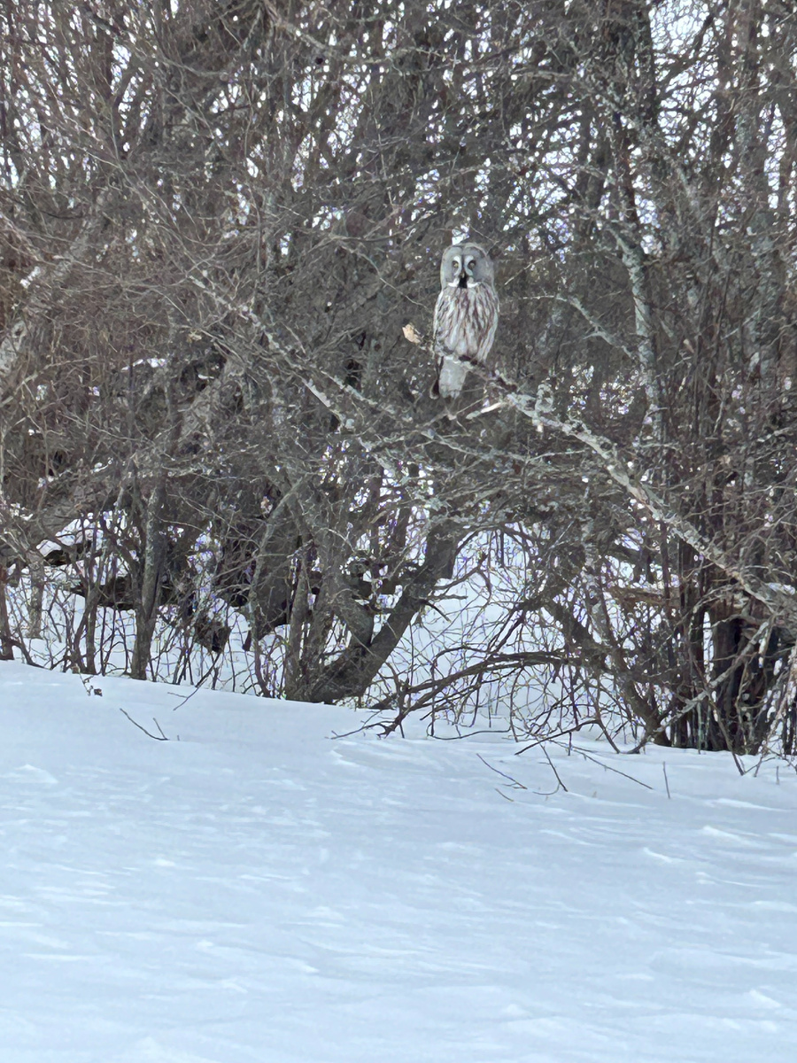 Вот такие крупные серые неясыти бывают у нас, такая не то, что куропатку, она и зайца в состоянии добыть