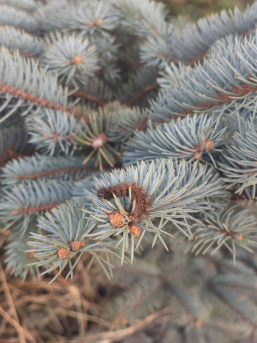 Тапкофото автора