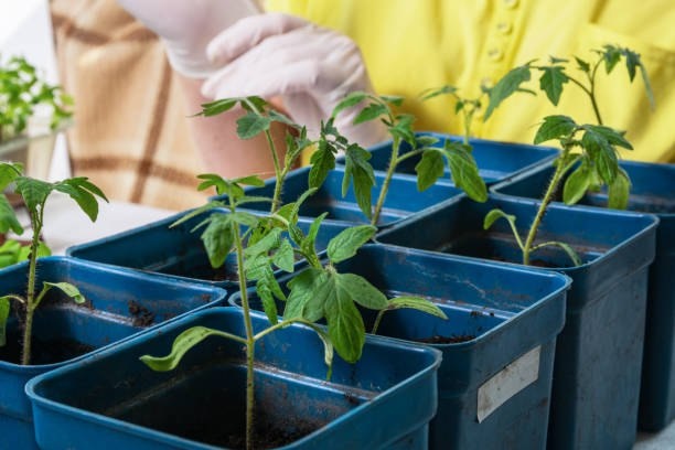 Пикировка рассады томатов – ключевой этап на пути к богатому урожаю