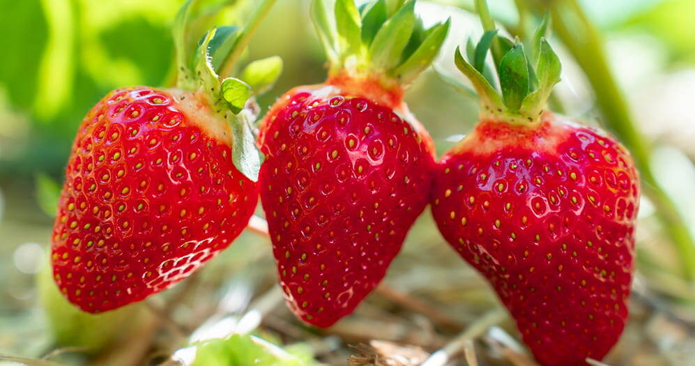 Чем подкормить клубнику для сладости: подробная схема на весь сезон