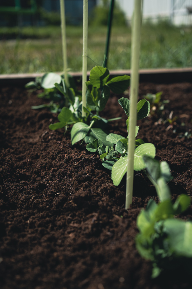 Растёт горошек