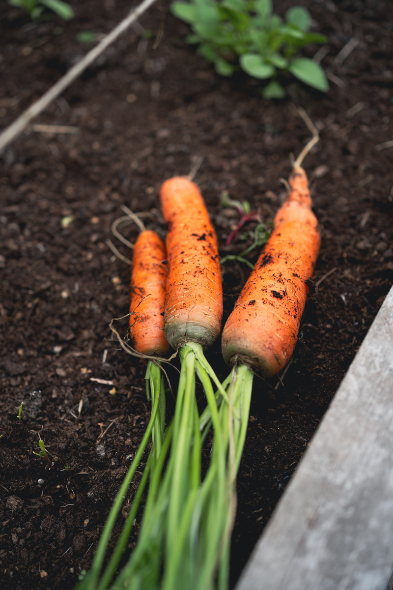 Собираю урожай моркови в своём огородике