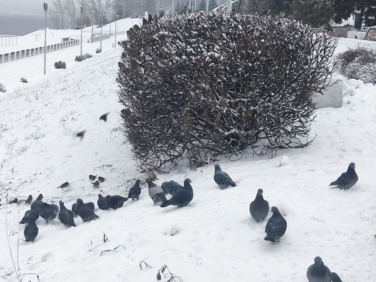 Фото автора.