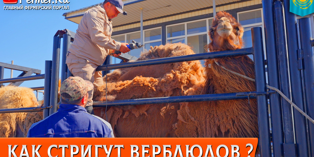 🐫Зачем стричь верблюда, если он линяет сам? Секреты лечебной шерсти от академика Баймуканова 🇰🇿