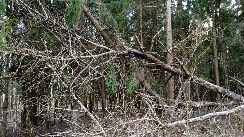    Фото: «Брянские новости»