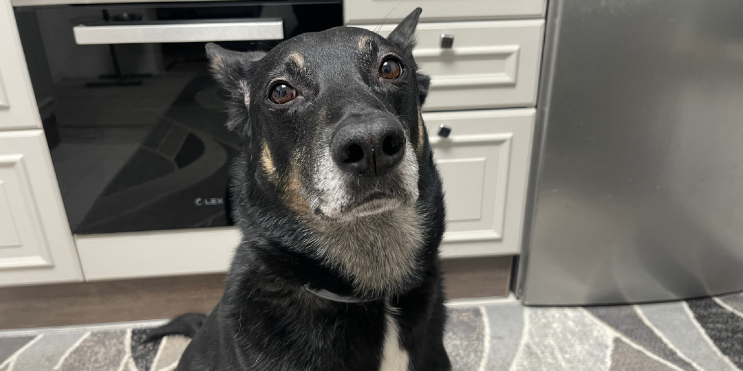 Когда могу заходить на кухню