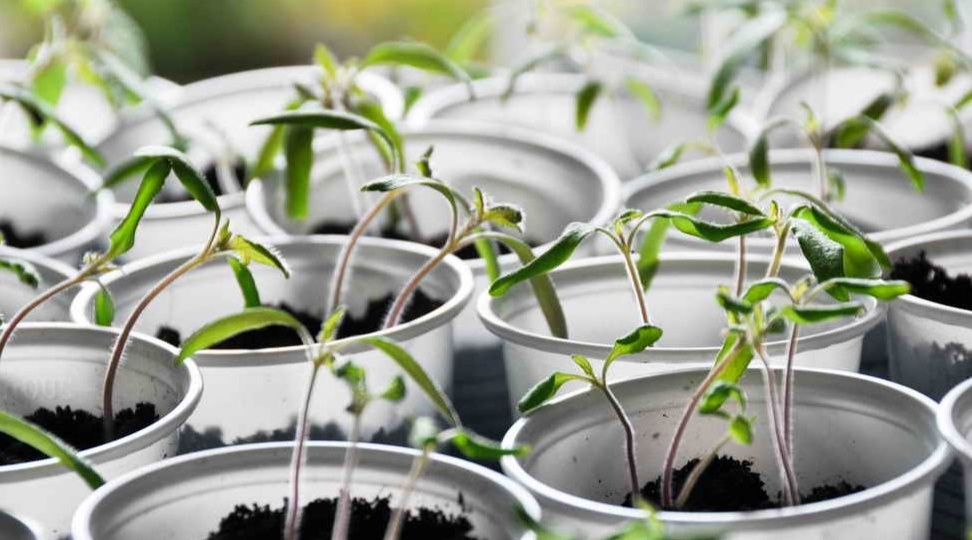 Оставляю томаты после пикировки при 18°C на 3 дня. Корни не гниют и рассада бодрая