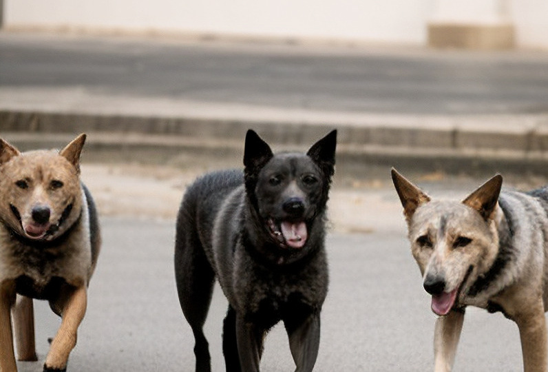 Очередное уголовное дело заведено из-за нападения собак на людей в Ростовской области