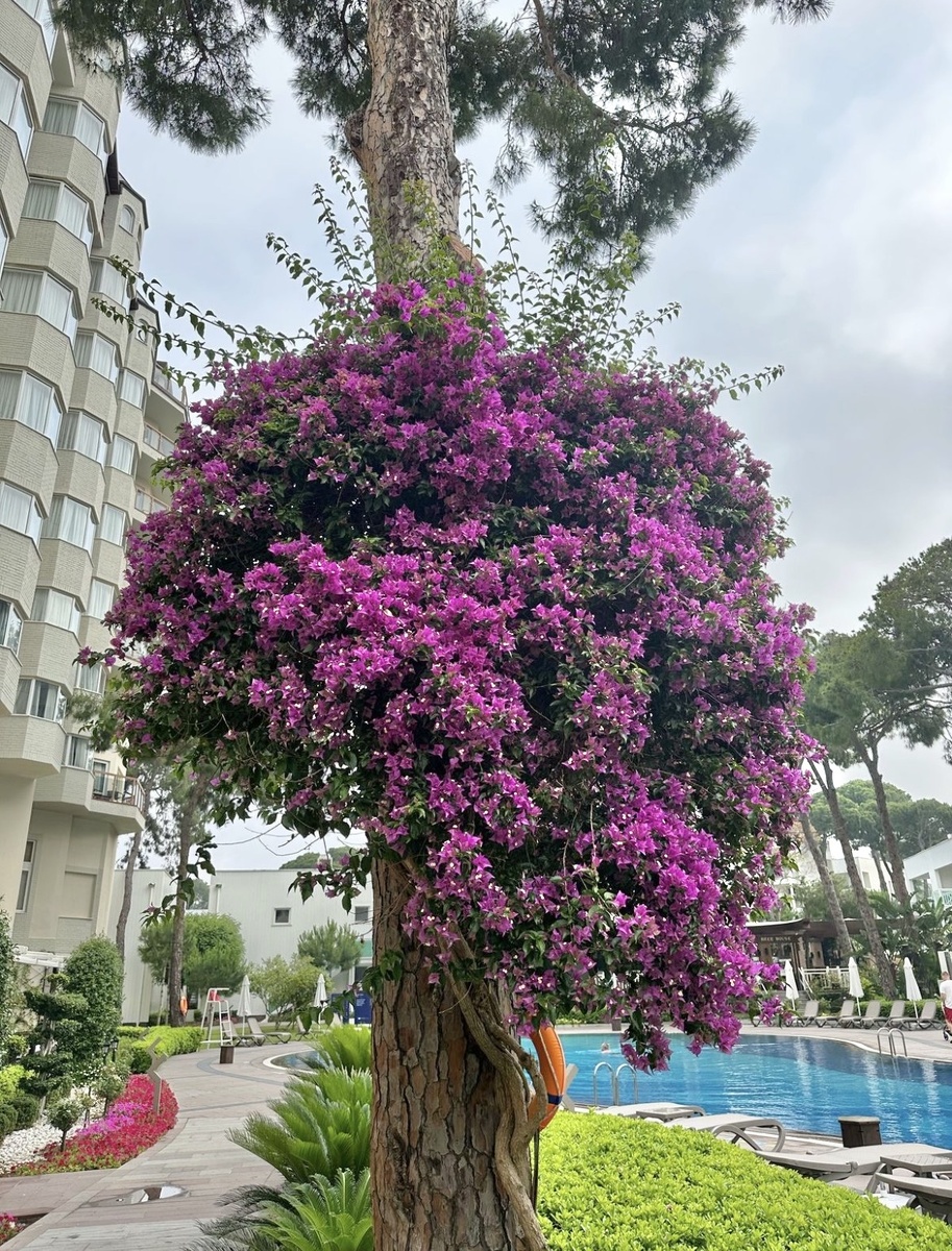 Papillon Zeugma Relaxury 5* Турция