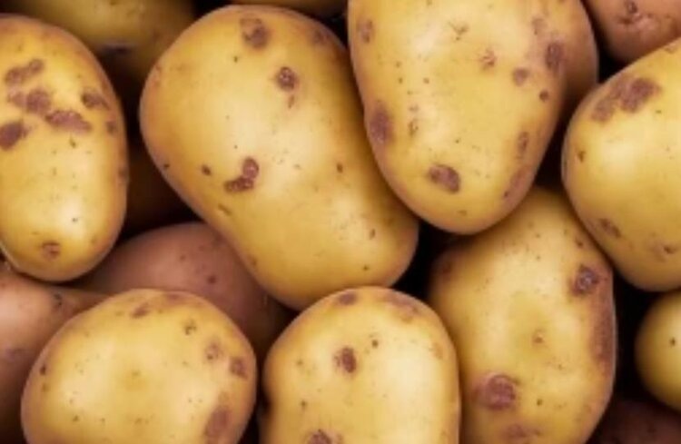    Фото: Медведева Анна, AgroXXI.ru