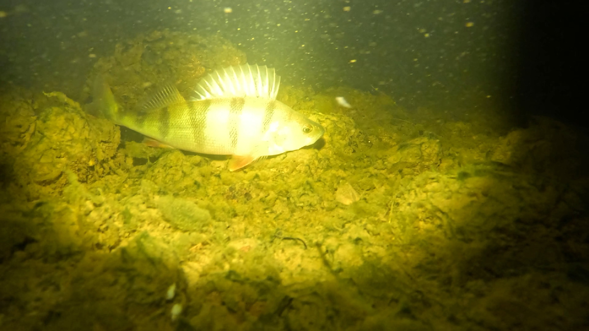 Этот красавец почти 299 грамм на скидку.