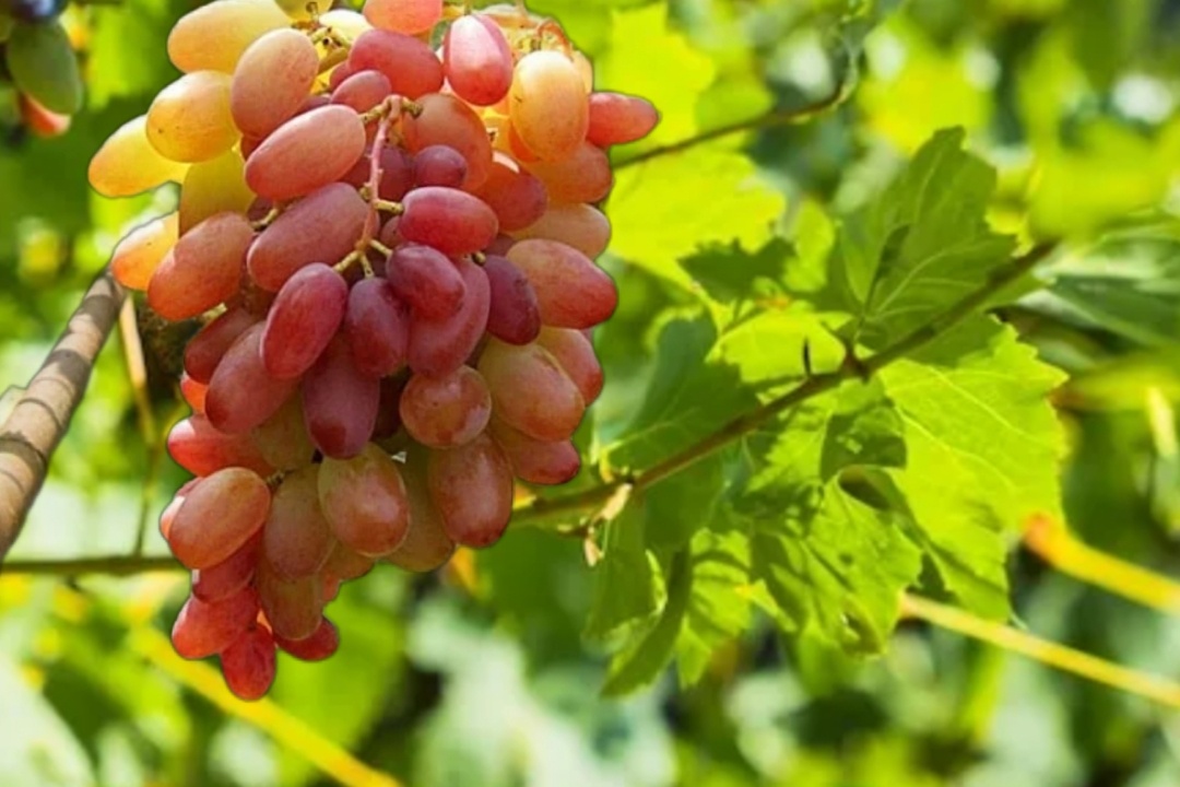 На фото гроздь сорта винограда Виктор.
