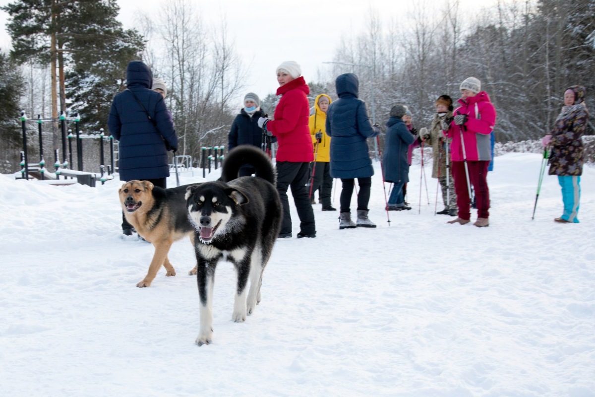    В Екатеринбурге запретили выгул собак и катание на лошадях на набережных города