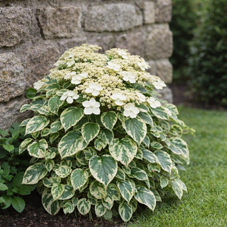 гортензия Take a Chance