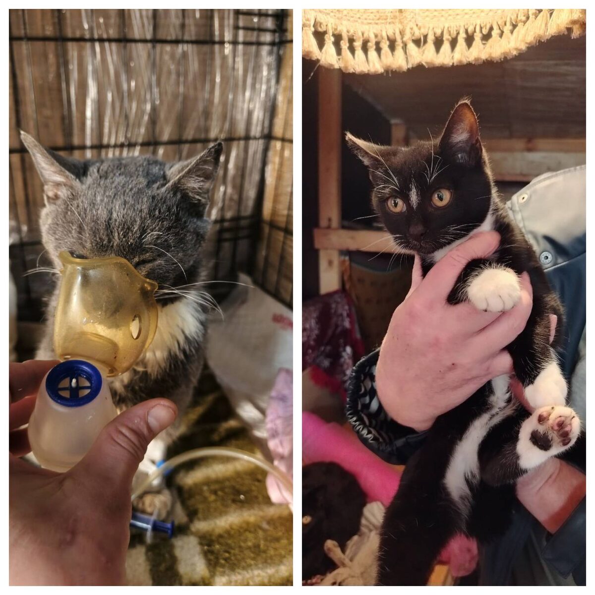 Контрасты приюта. Котенок уедет домой через неделю, а наш старик останется с нами, потому что его Вселенная сломана, и чинить её нужно каждый день. Мы — его последняя очередь.